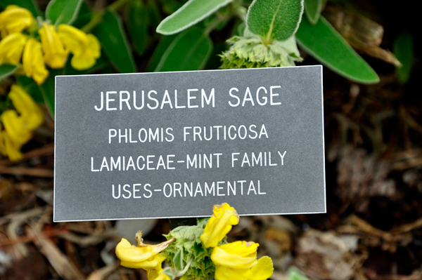 Jerusalem Sage